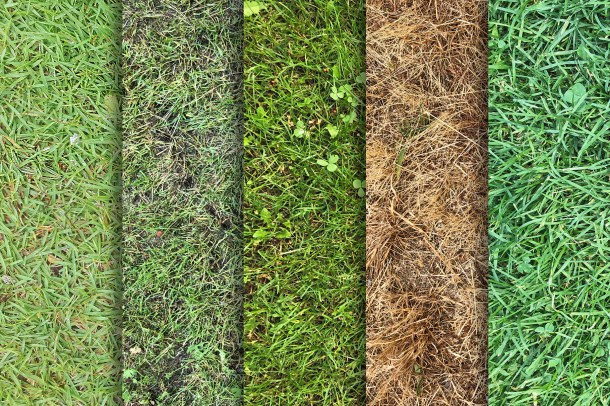 3 Grass Textures x10
